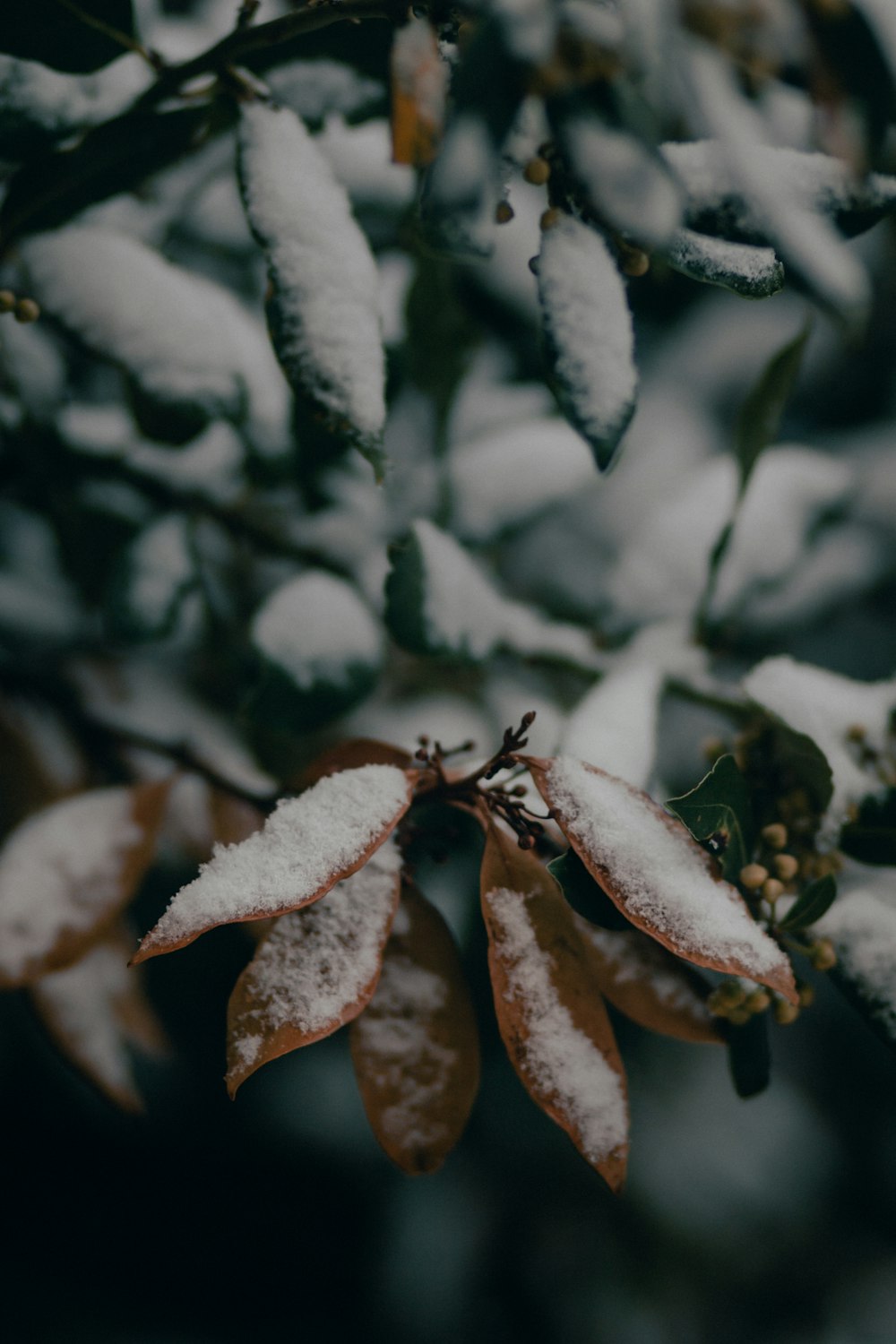 brown dried leaf in tilt shift lens