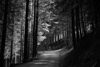 Desaturated grainy photo of five cyclists riding gravel bikes through a misty forest trail near Barcelona.