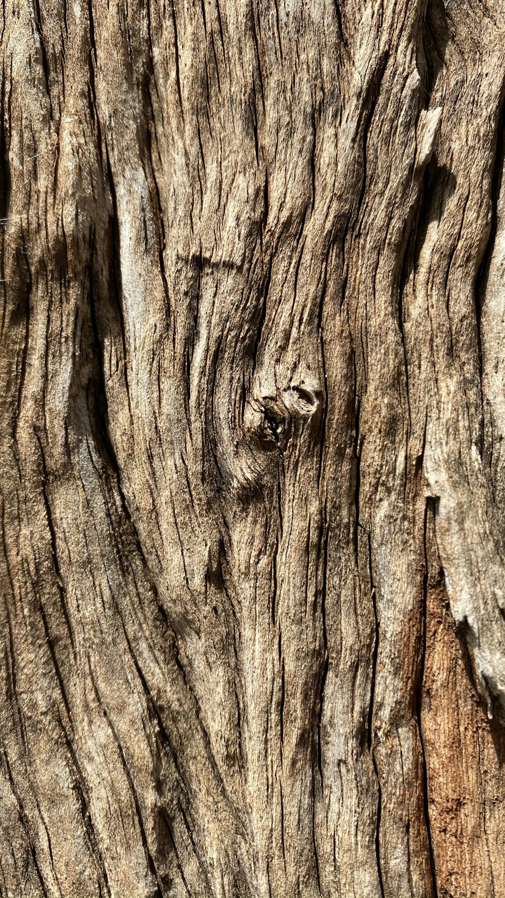 Tronco de madera marrón en fotografía de primer plano