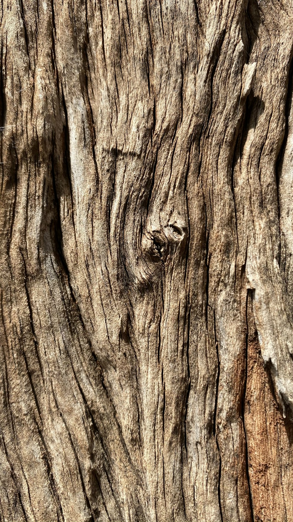 tronco de madera marrón en fotografía de cerca