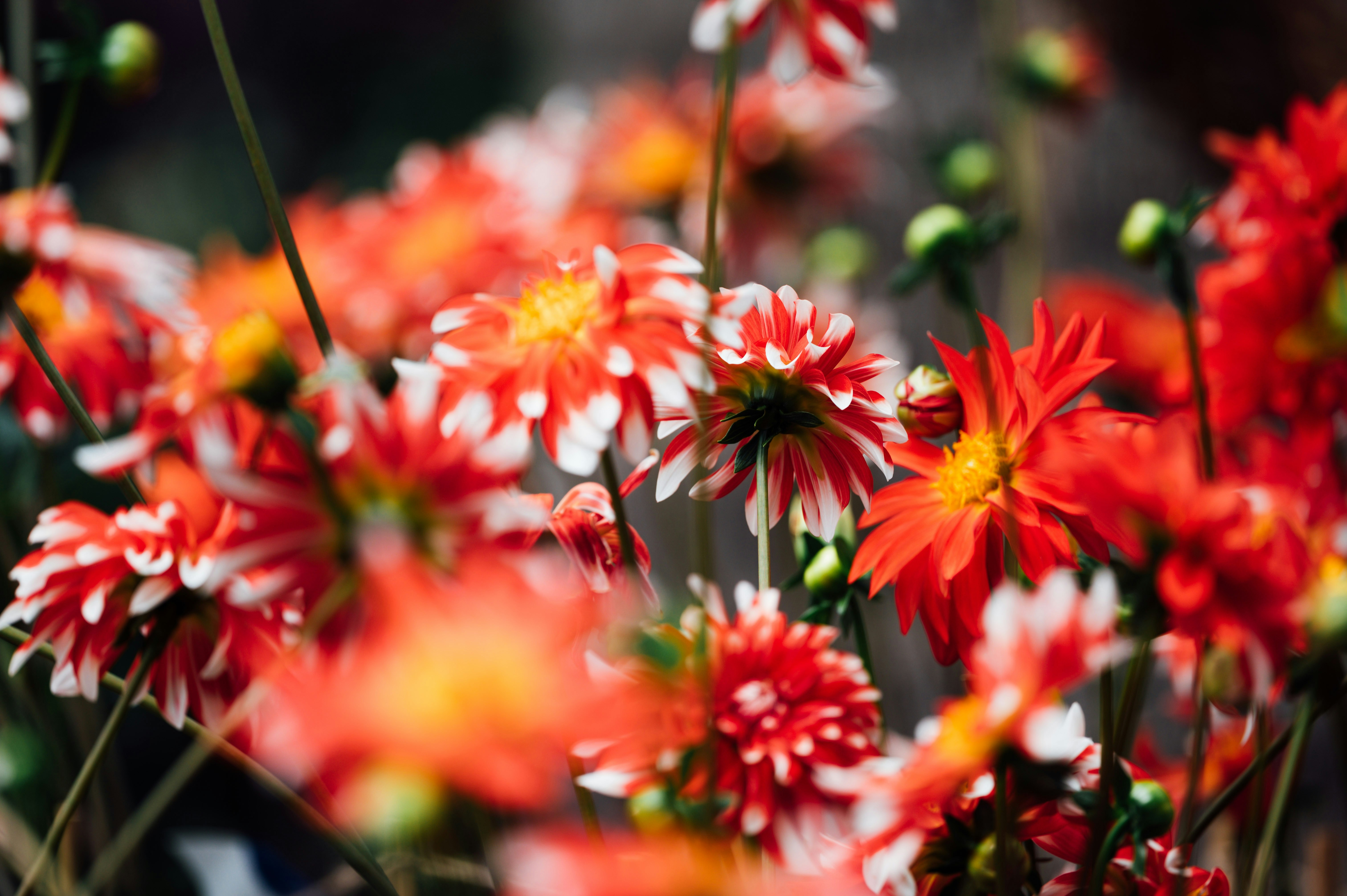 Photo by chuttersnap