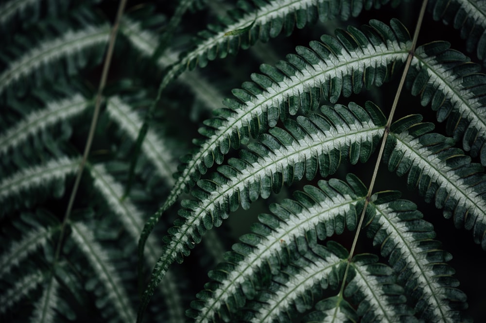 green fern plant in close up photography