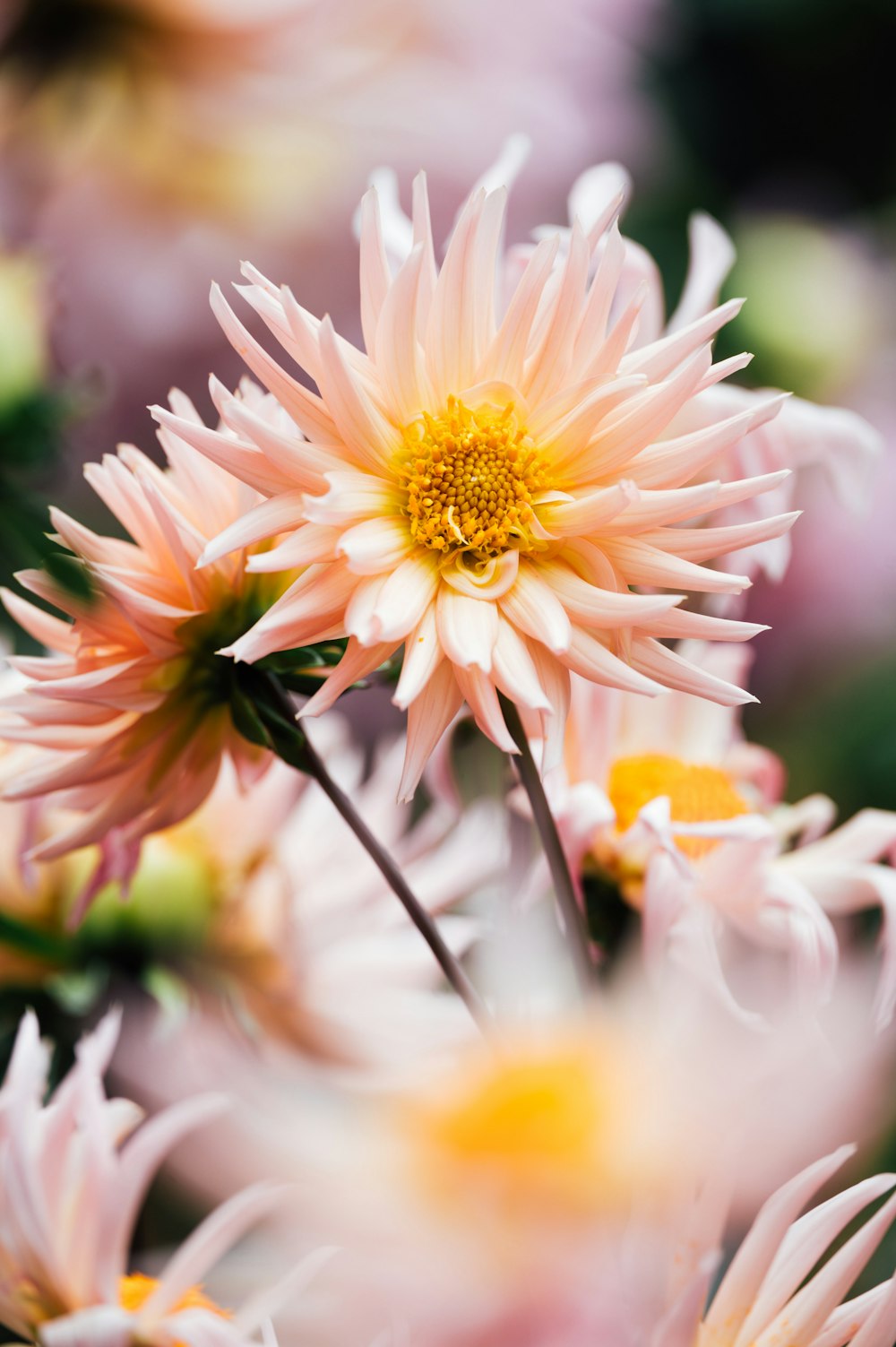 white and yellow flower in tilt shift lens