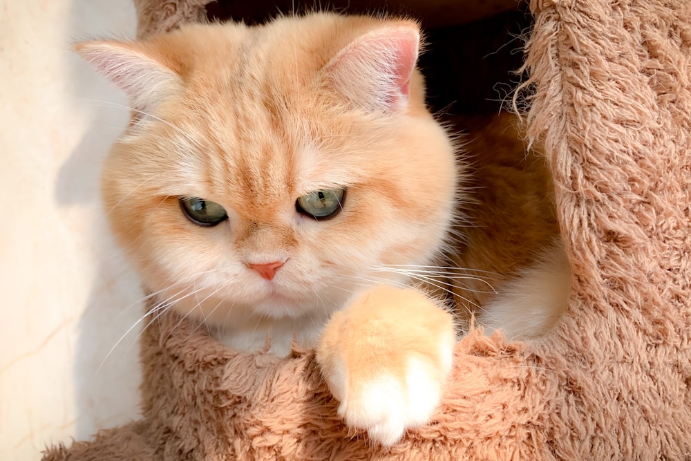 orange and white cat on brown fur textile