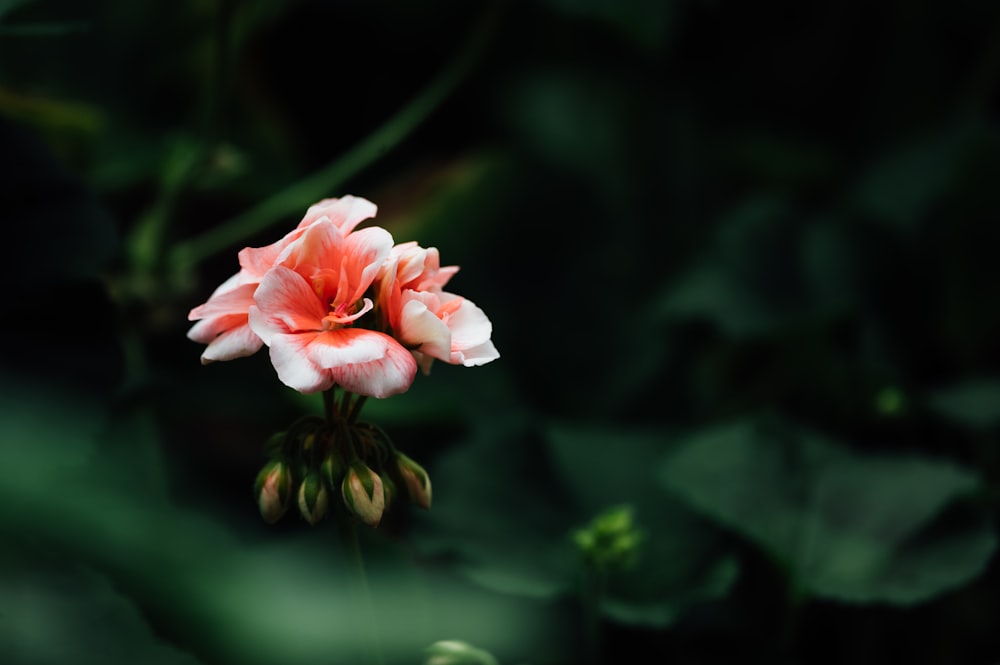 pink and white flower in tilt shift lens