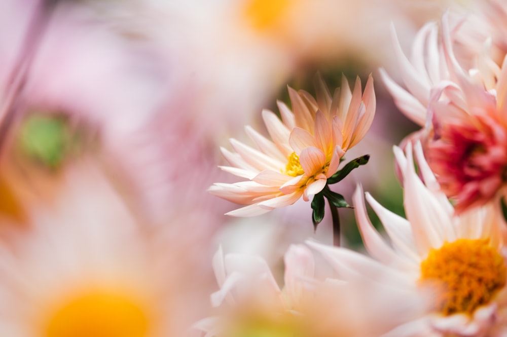 white and yellow flower in tilt shift lens