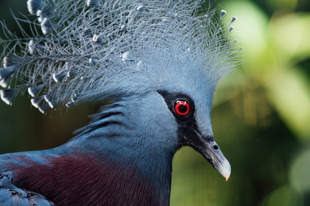 blue and red bird with white feather on beak