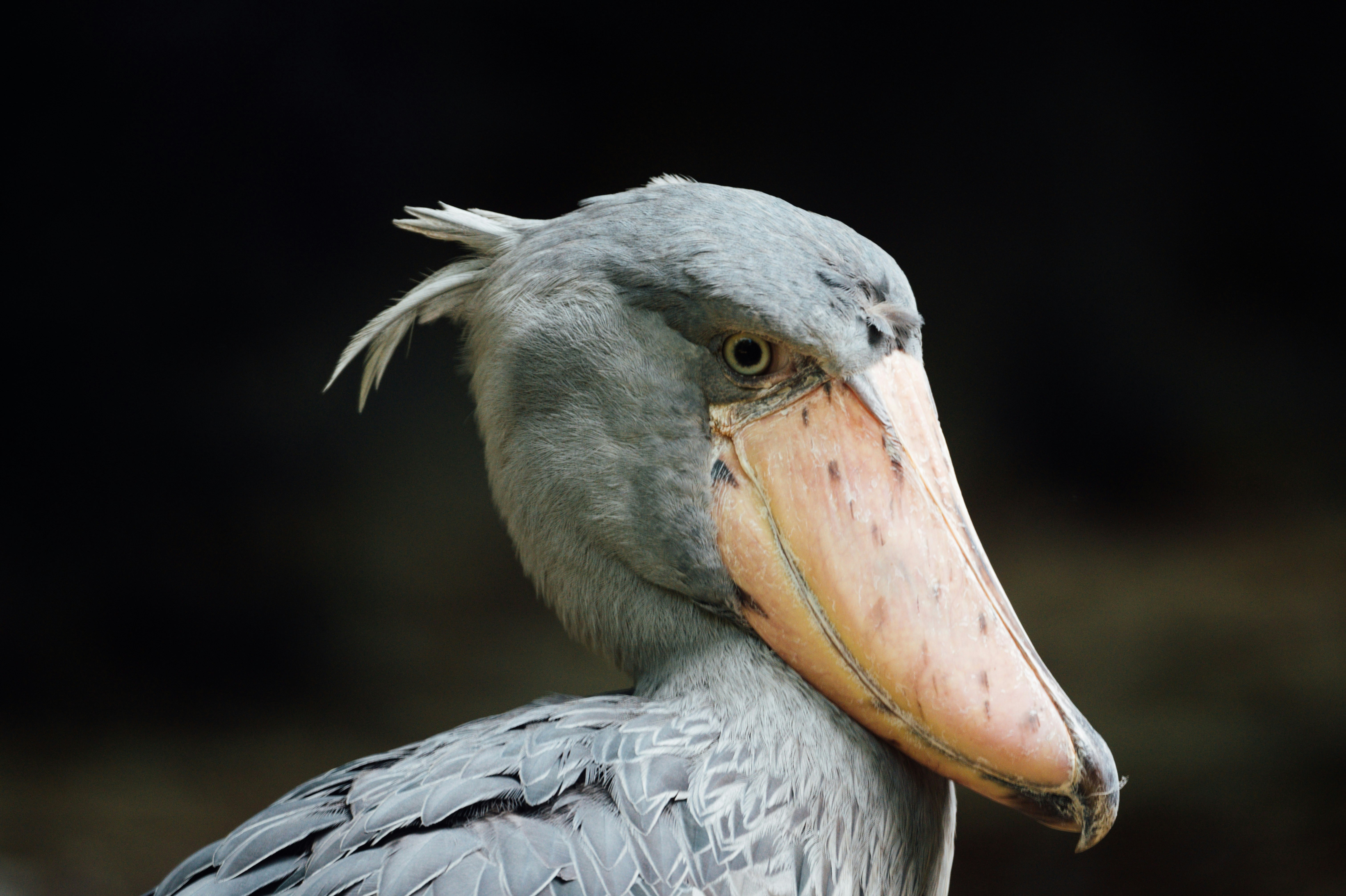 Photo by chuttersnap