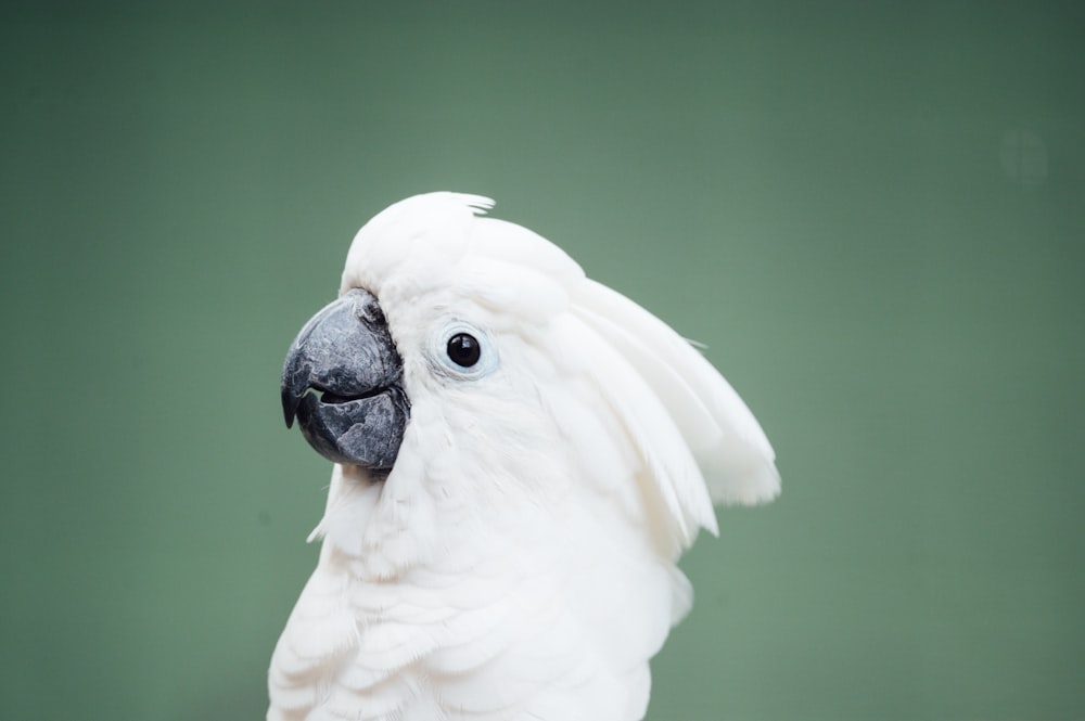 white bird on brown wooden stick