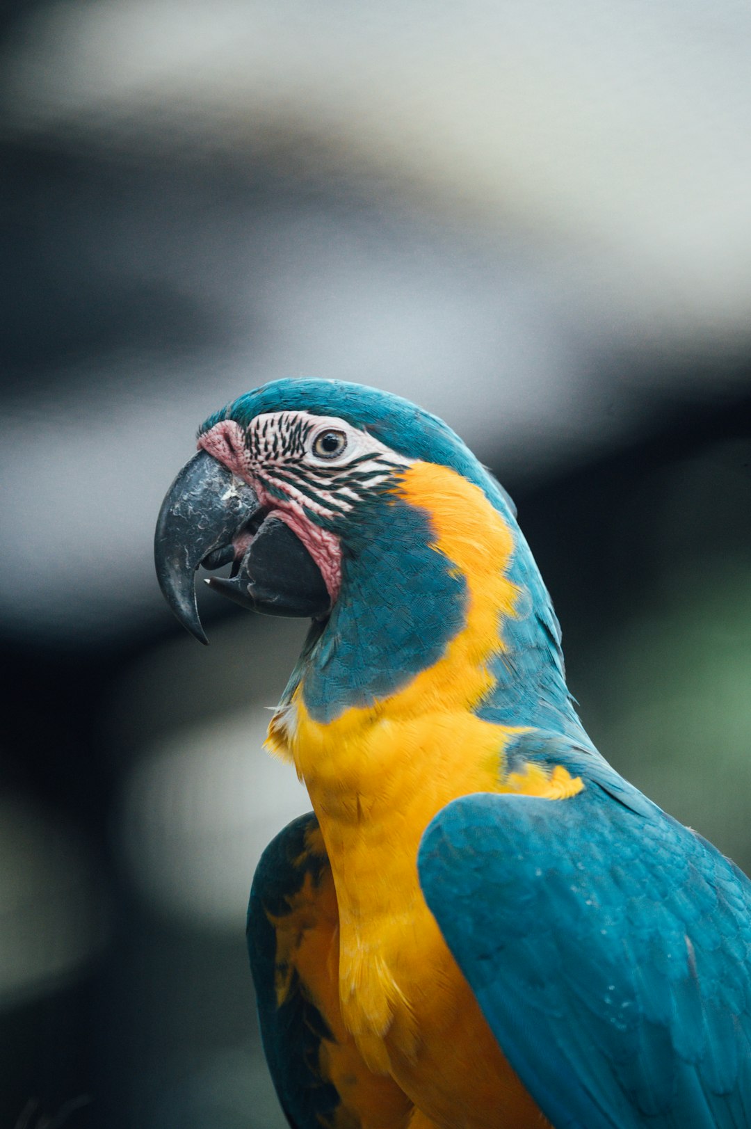 blue yellow and white macaw