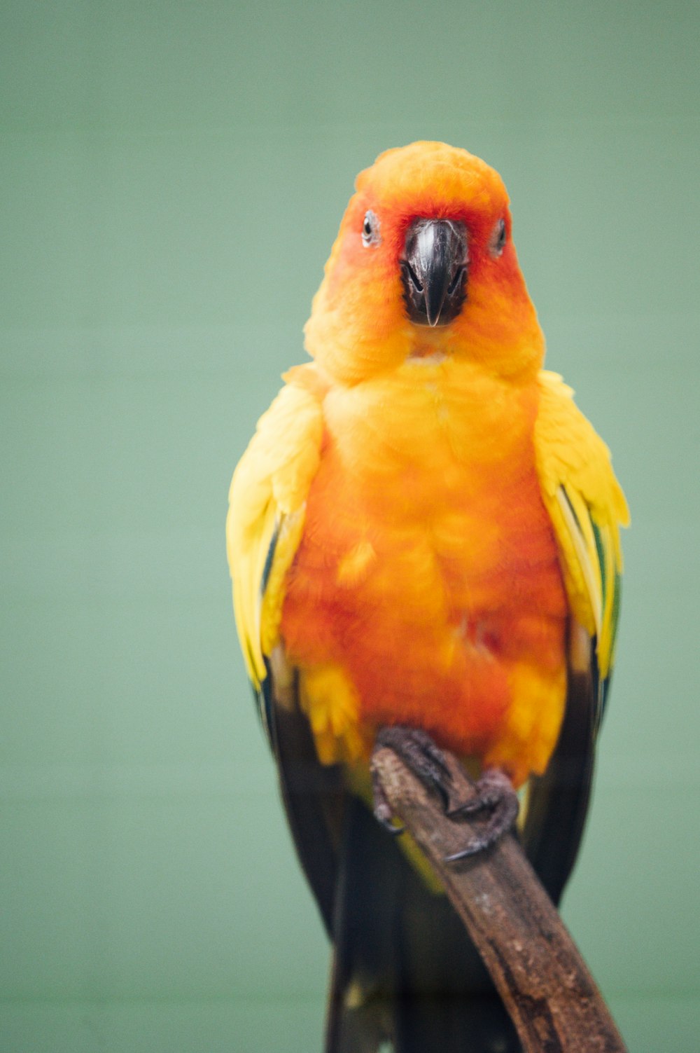 yellow and black bird on brown wooden stick