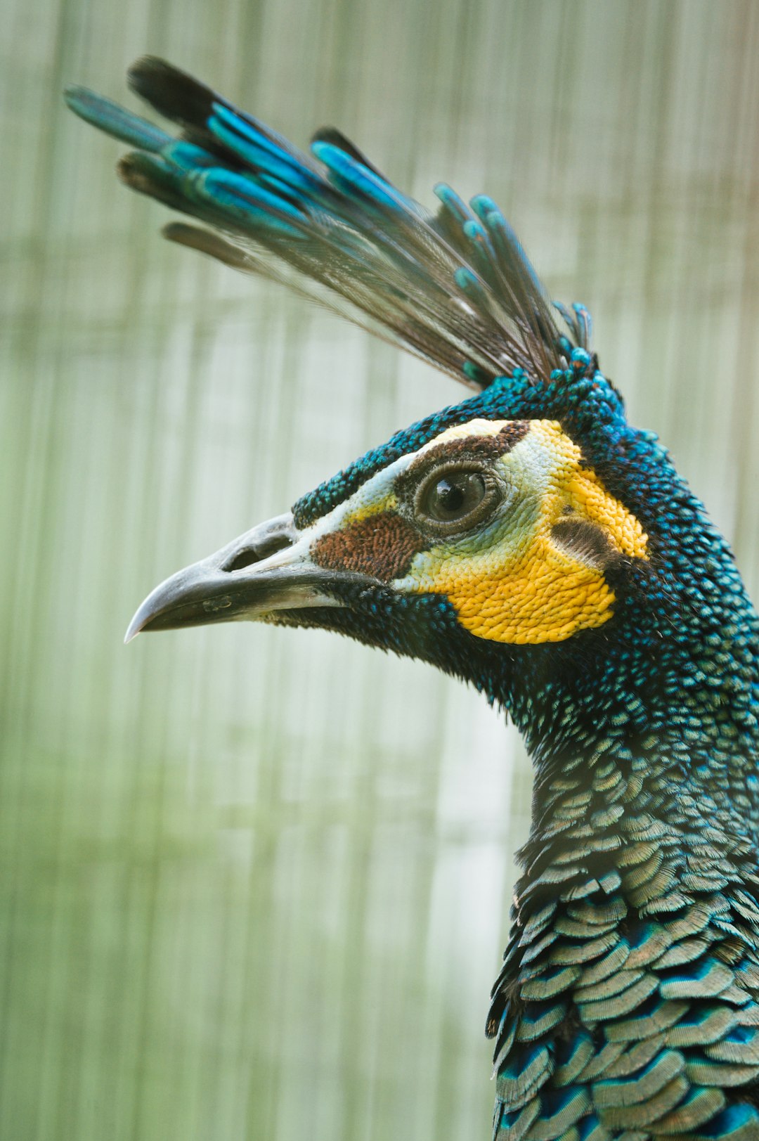 blue green and white peacock in cage