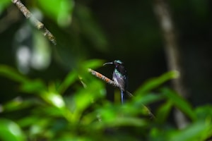 blue and black bird on brown stick