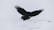 black bird flying over snow covered ground during daytime