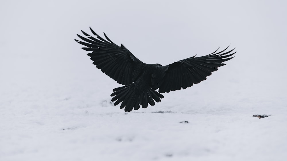 낮에 눈 덮인 땅 위를 날아다니는 검은 새