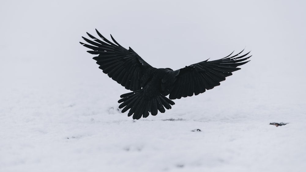 oiseau noir volant au-dessus d’un sol enneigé pendant la journée