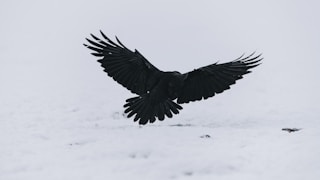 black bird flying over snow covered ground during daytime