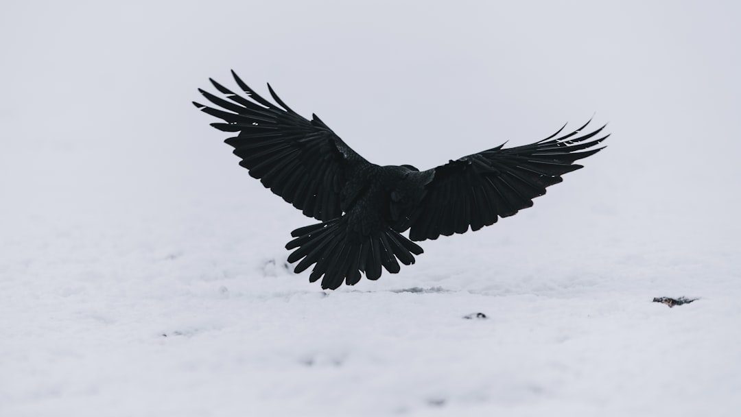  black bird flying over snow covered ground during daytime raven