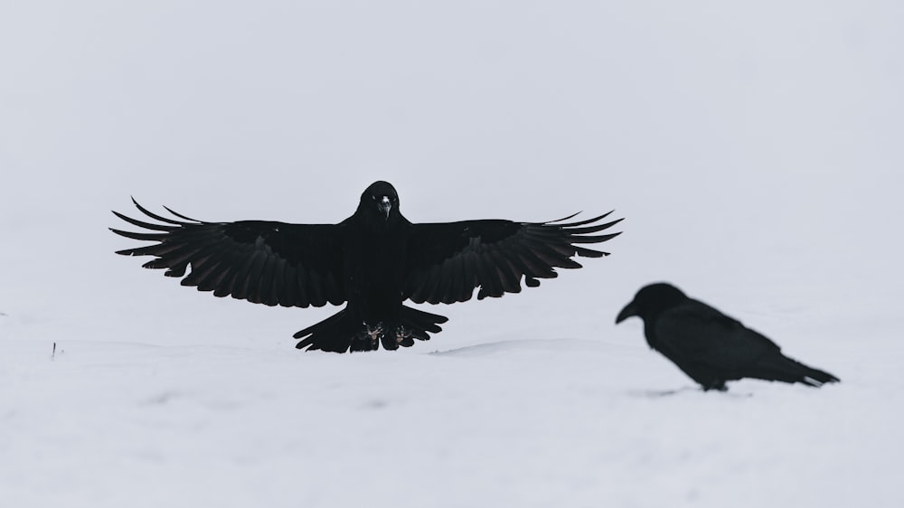 Schwarzer Vogel fliegt tagsüber