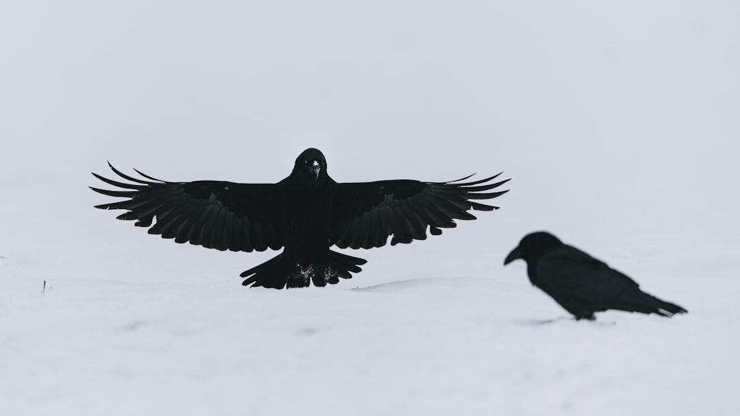  black bird flying during daytime raven
