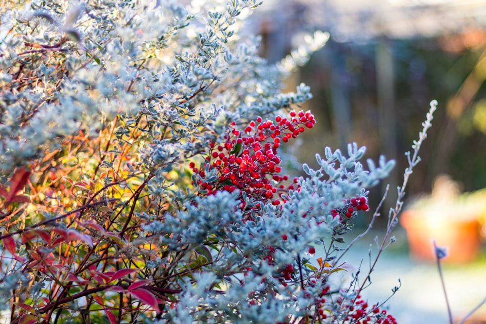 red and white flowers in tilt shift lens