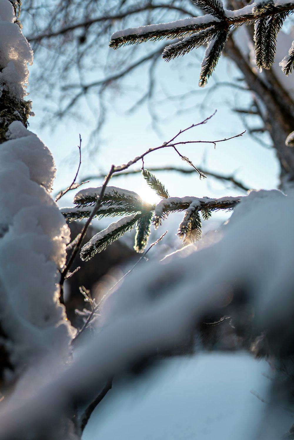 snow covered tree branches during daytime