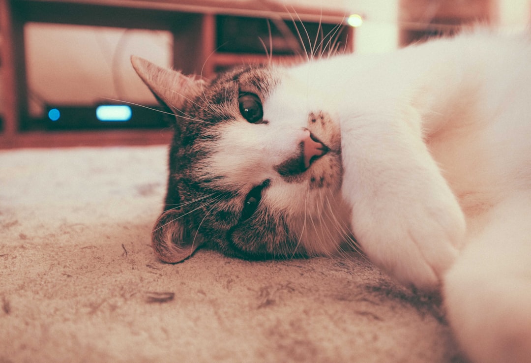 white and black cat lying on floor