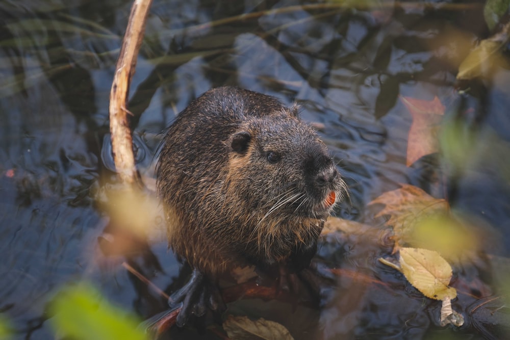 brown and black rodent on brown tree branch during daytime