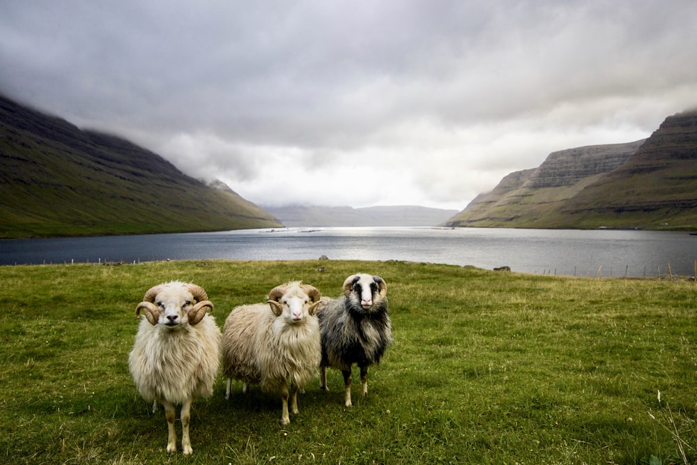 groupe de moutons sur un champ d’herbe verte pendant la journée