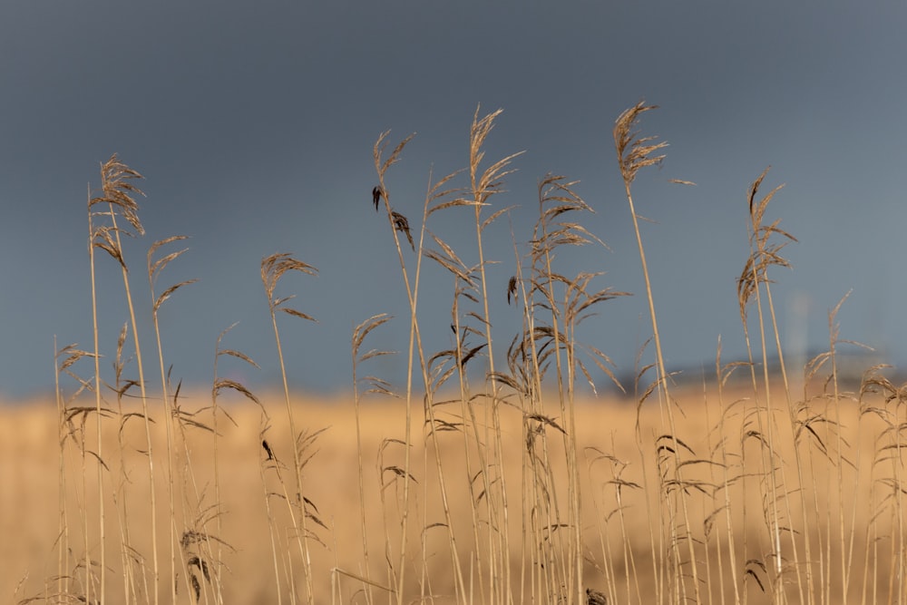 brown wheat field during daytime