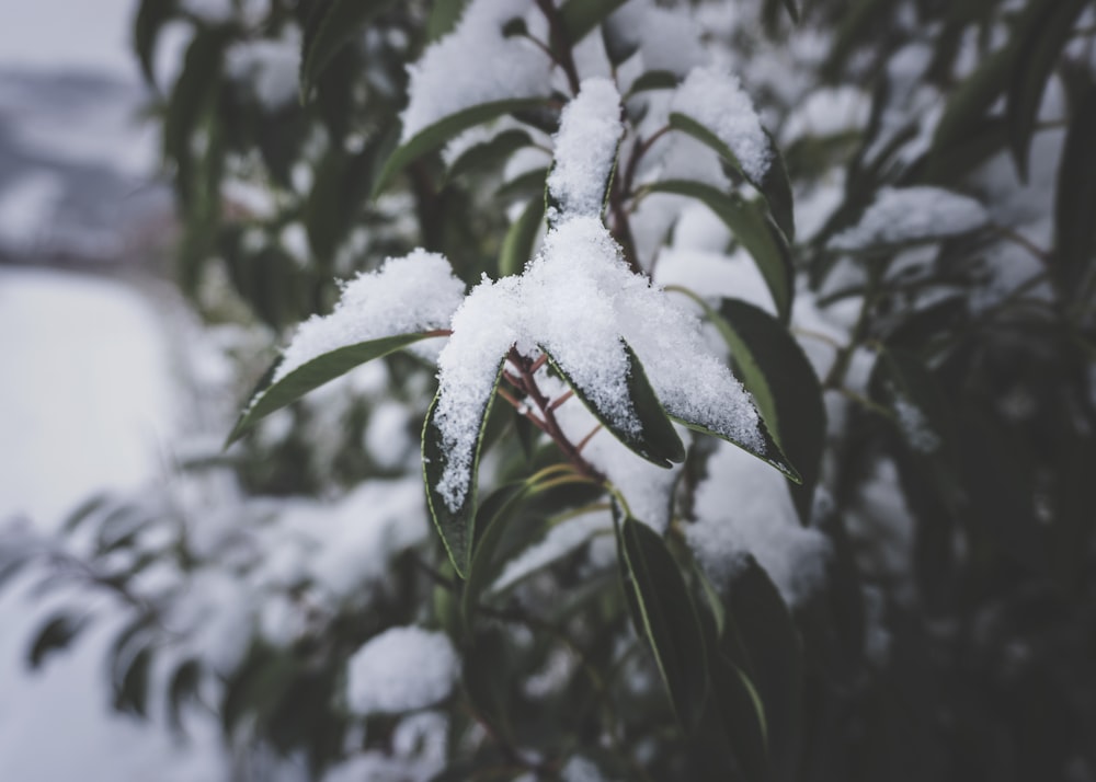 green leaf plant with snow