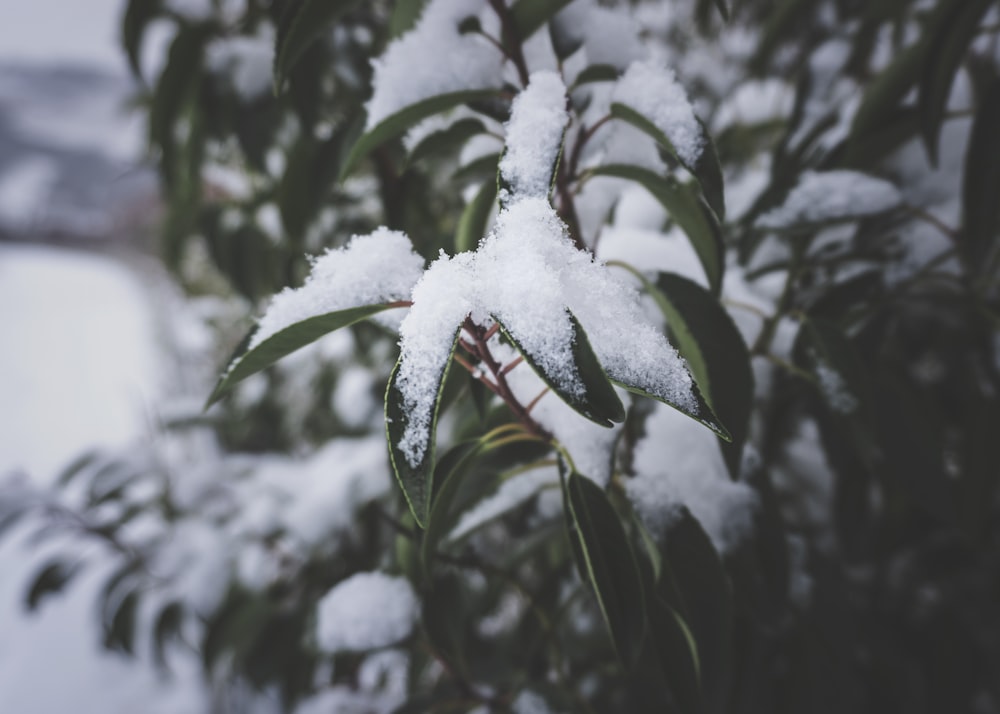 grüne Blattpflanze mit Schnee