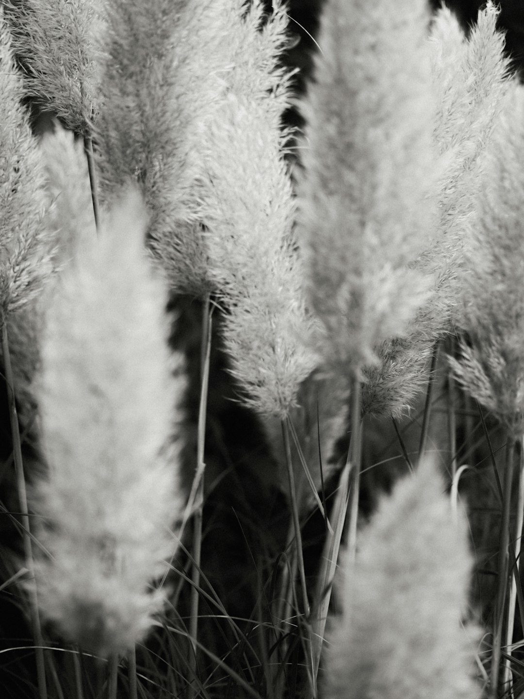 white fur textile on brown grass