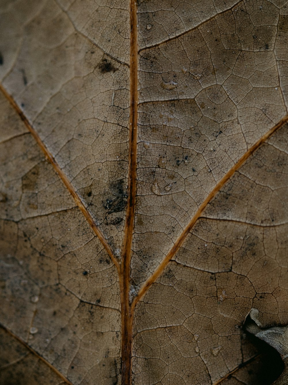 brown leaf with water droplets