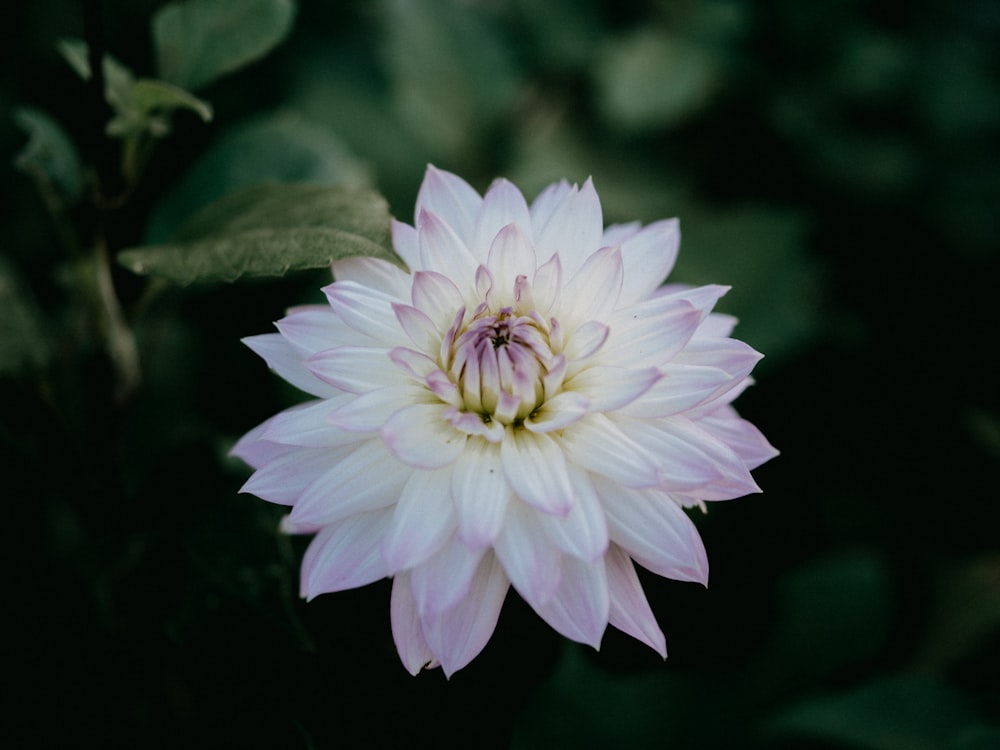 pink and white flower in tilt shift lens