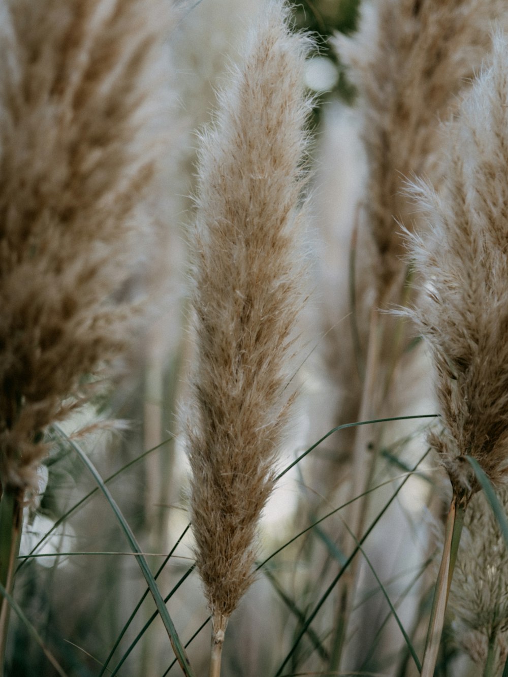 brown wheat plant during daytime