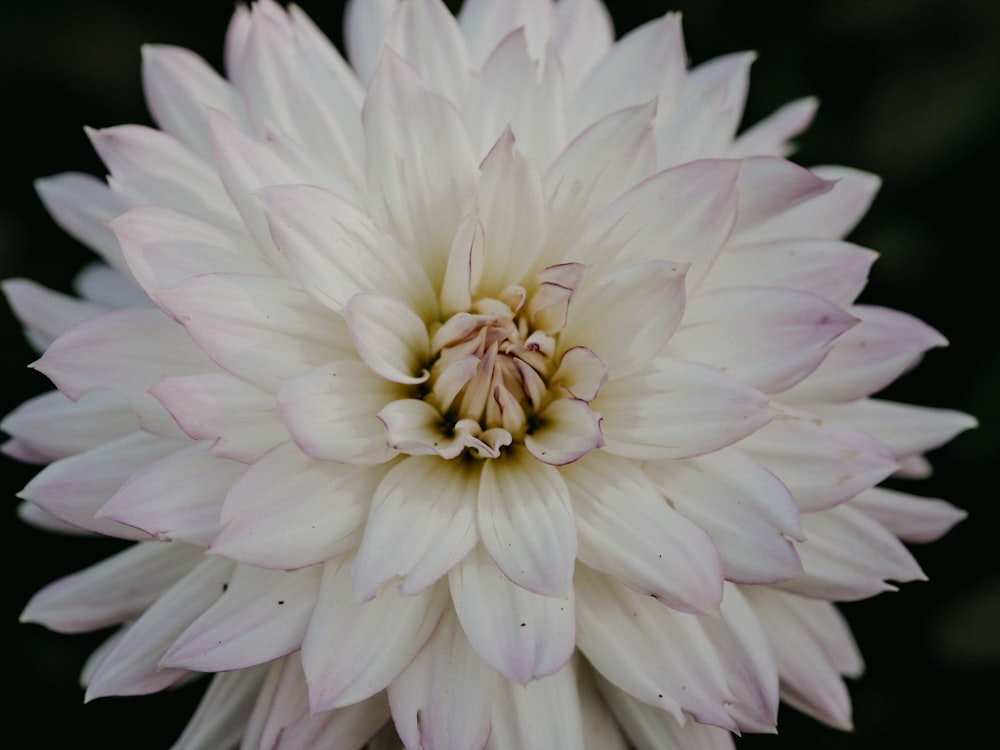 white and pink flower in close up photography