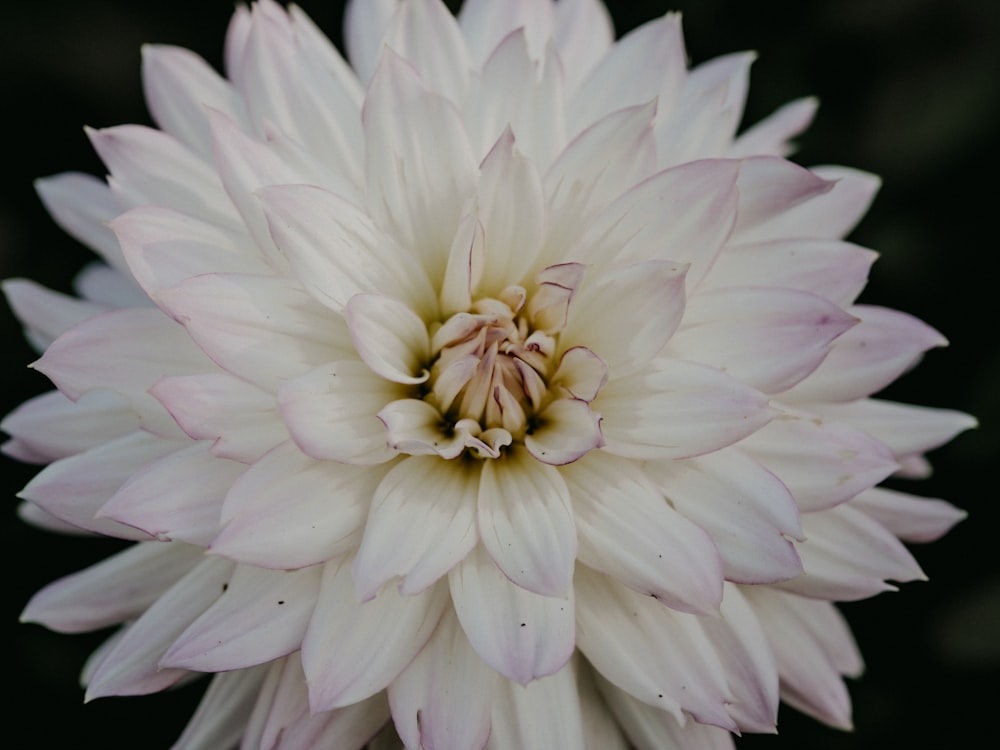 fleur blanche et rose en gros plan photographie