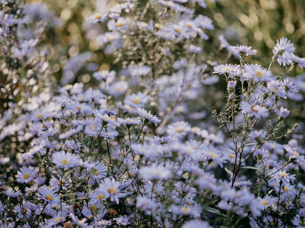 white and purple flowers in tilt shift lens