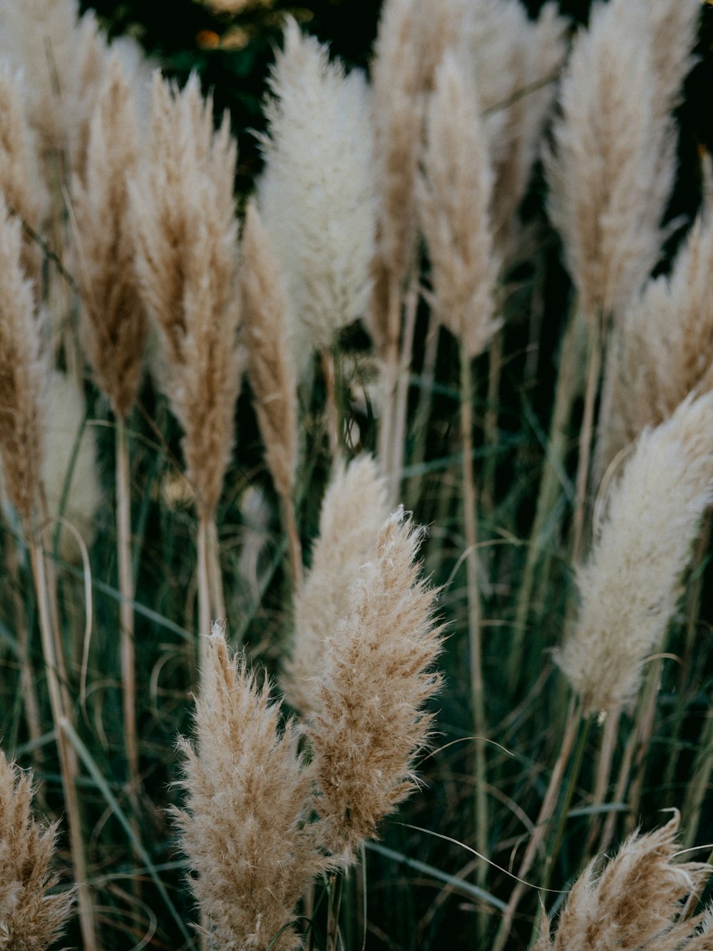 white and brown grass during daytime