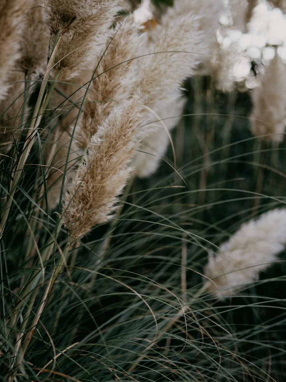 white and brown fur textile