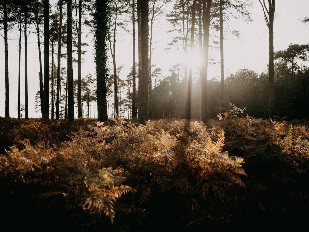 brown and green trees during daytime