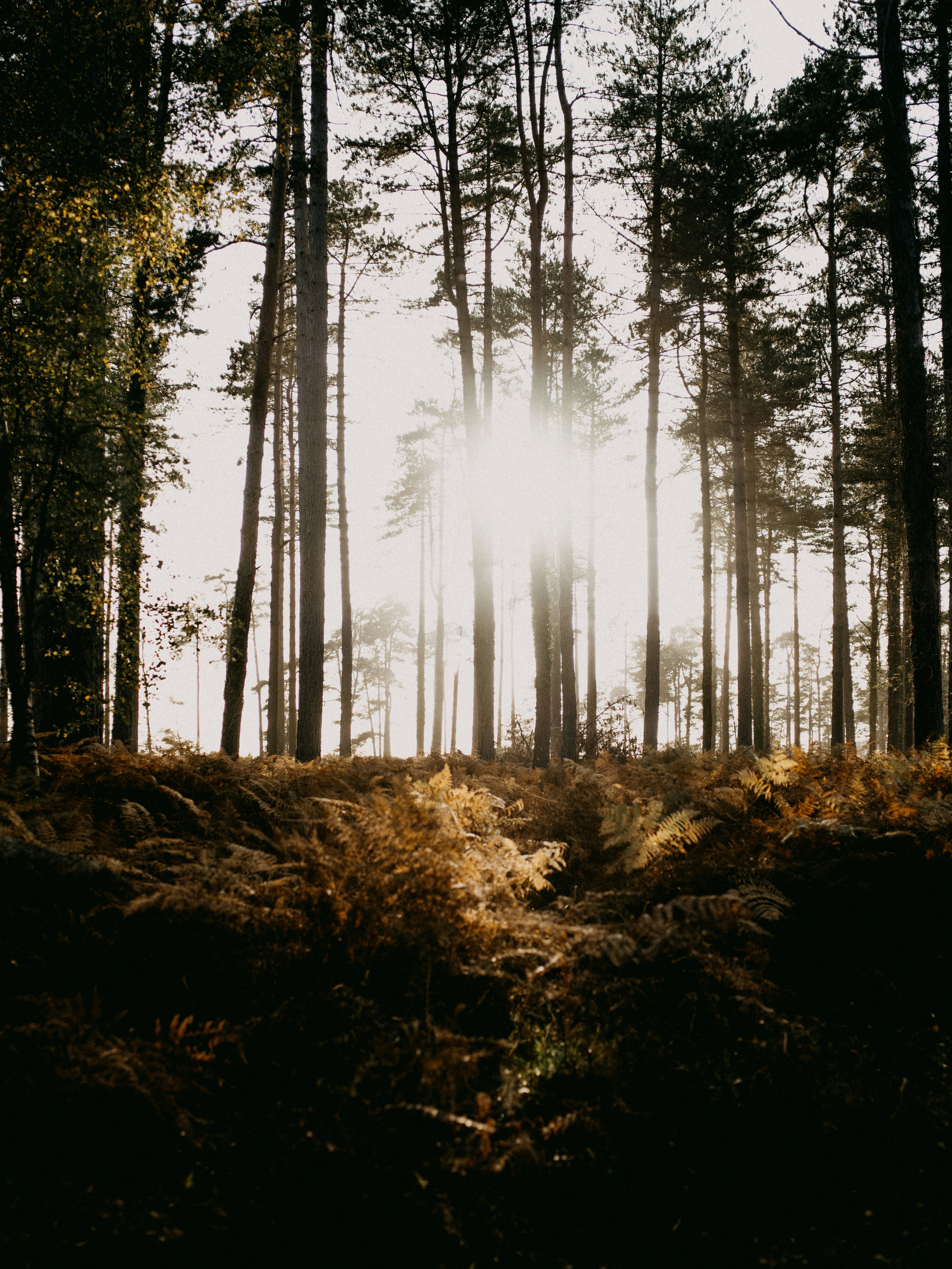 Photo by anniespratt