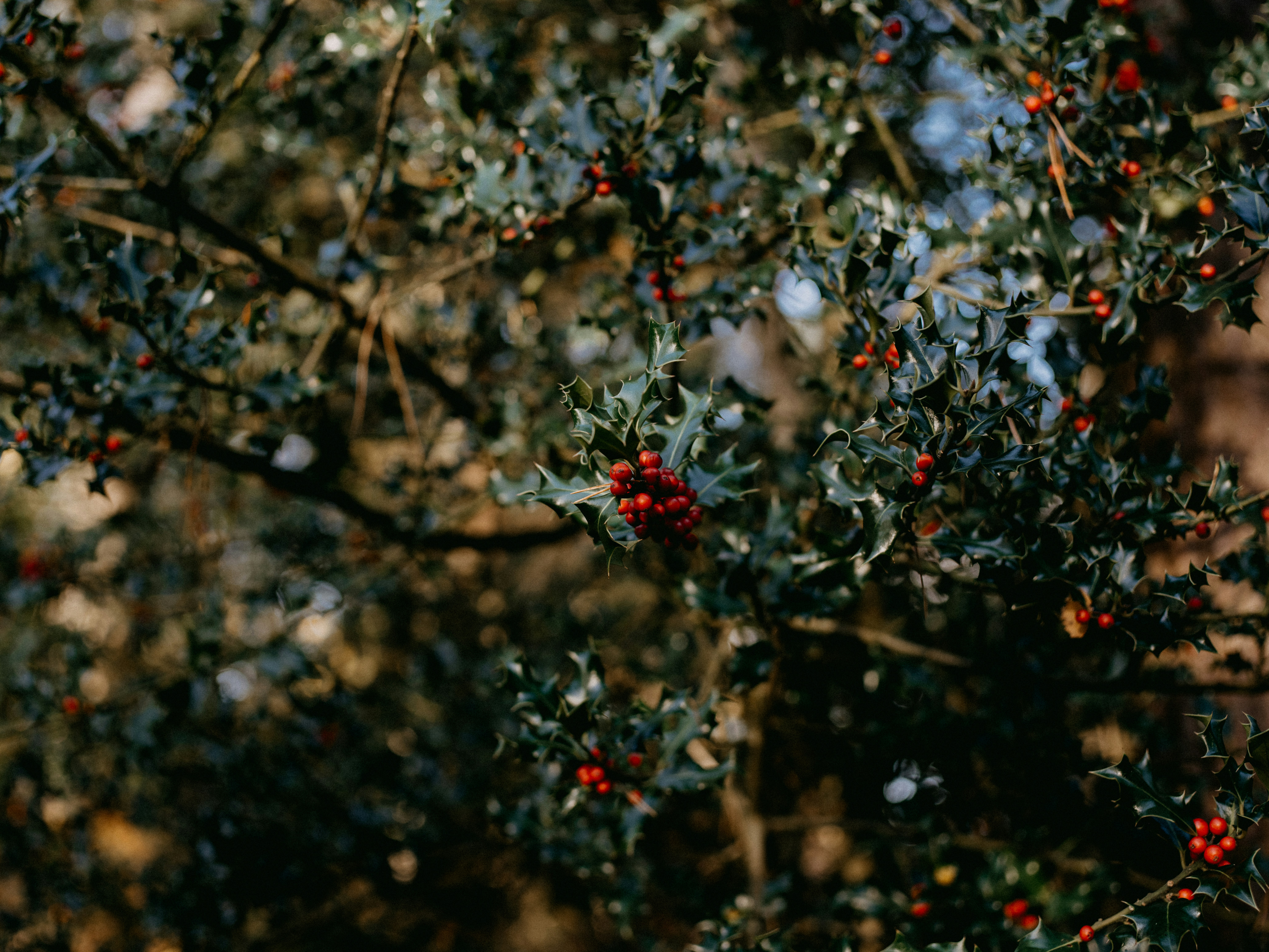 Photo by anniespratt