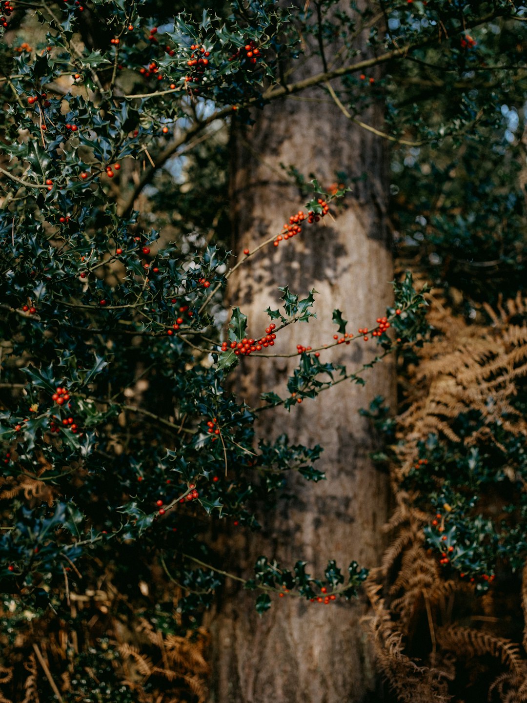 red and green plant during daytime