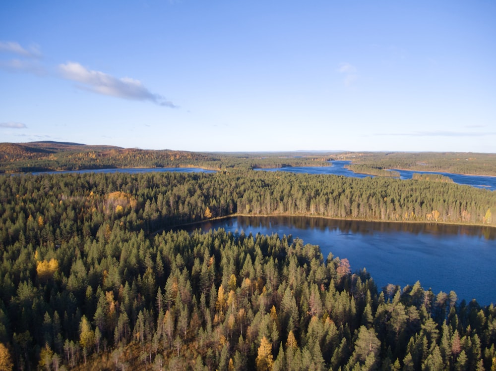 green trees near body of water during daytime