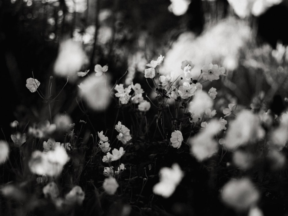 grayscale photo of white flowers