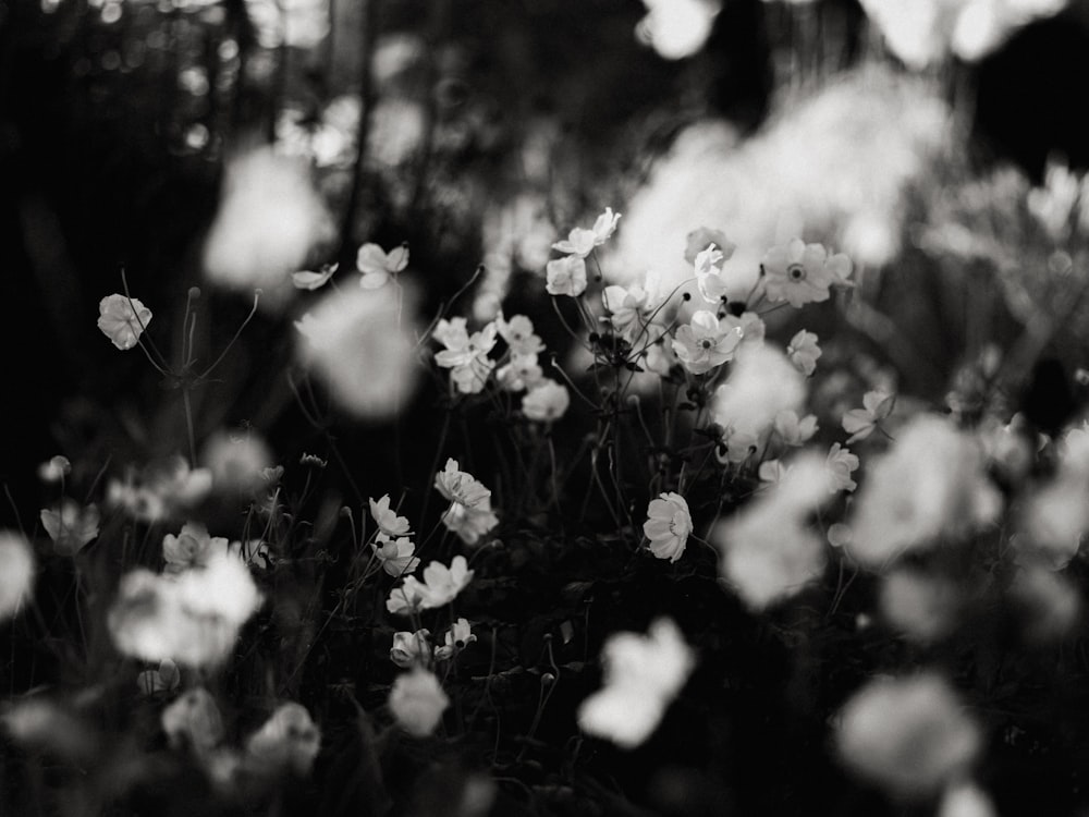foto em tons de cinza de flores brancas