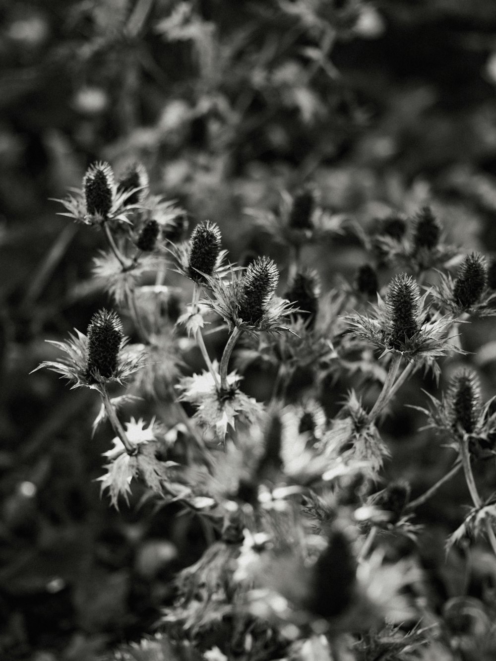 white and brown flowers in tilt shift lens