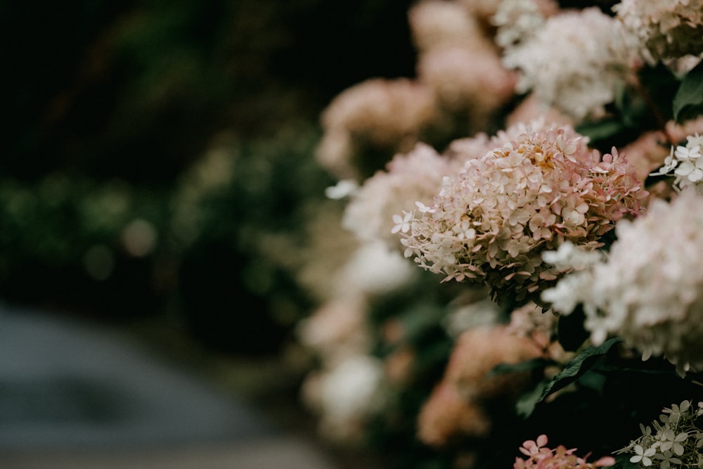 white flower in tilt shift lens